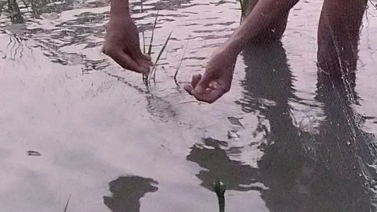 Fishing by fishing net