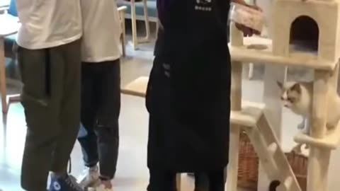 Cute cats and dogs, don't miss