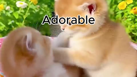 Cute cat video