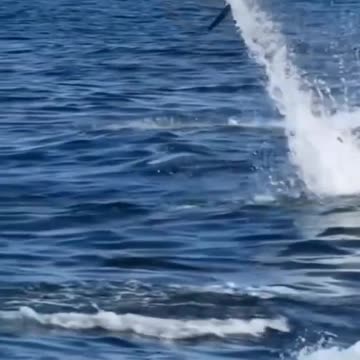 Animali marini Animali selvatici Animali