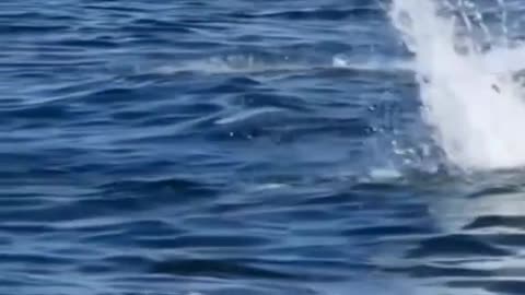 Animali marini Animali selvatici Animali