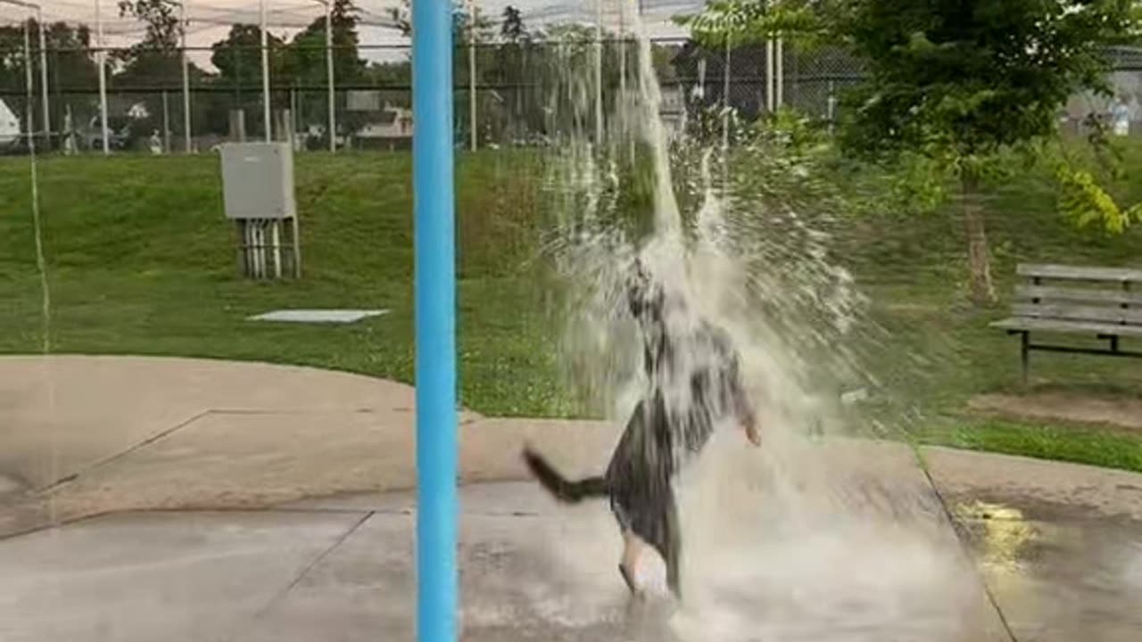 Funny Dog Videos