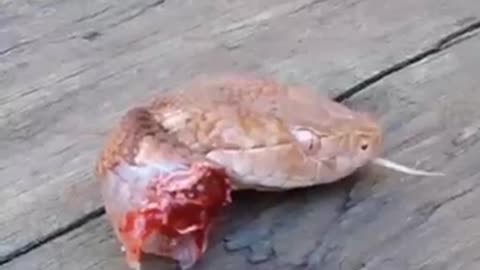 You should be careful after killing of a Snake