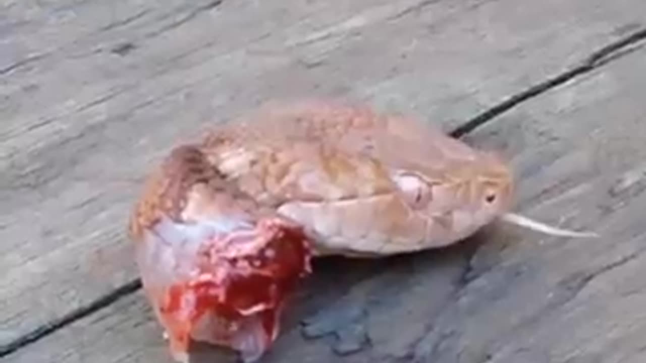 You should be careful after killing of a Snake