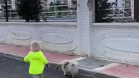 Hilarious toddler takes dog for a walk