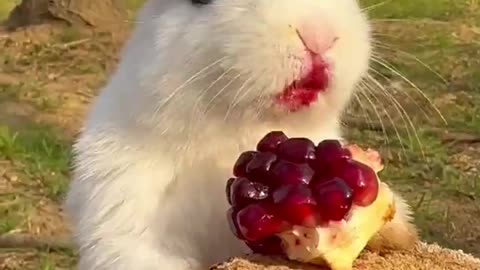 Just a bunny eating pomegranate, nothing else.