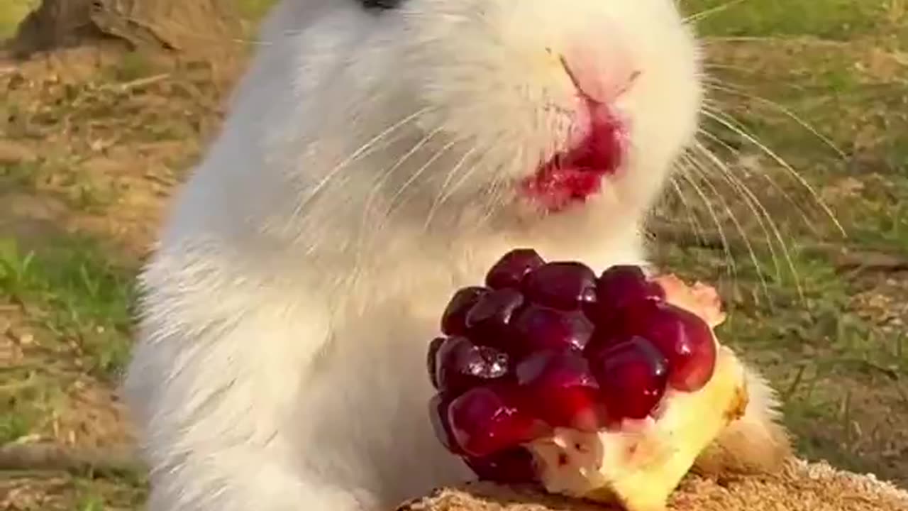 Just a bunny eating pomegranate, nothing else.