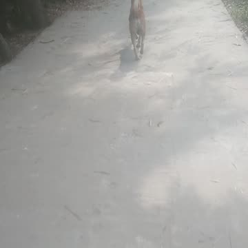 Real cat is funny runn