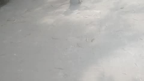 Real cat is funny runn