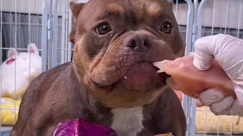 Paw Star's Food Time: Fun Moments of Dogs Eating