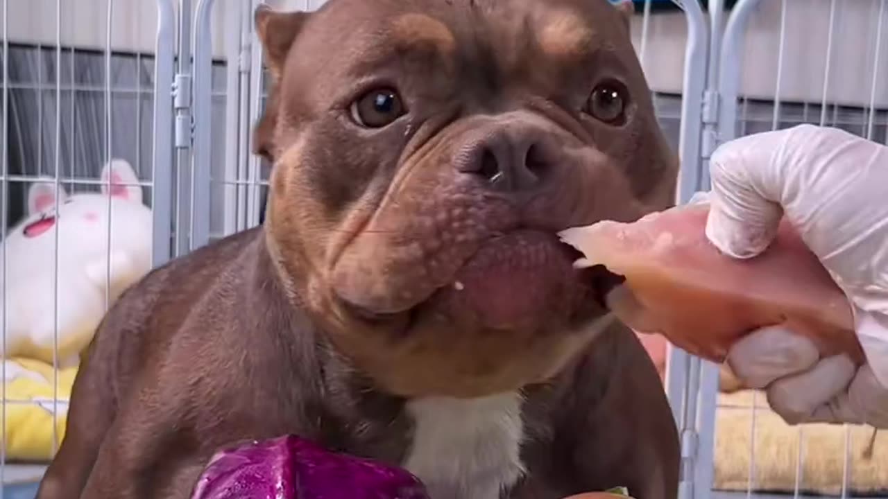 Paw Star's Food Time: Fun Moments of Dogs Eating