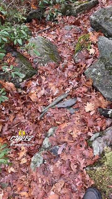 DON’T LIKE WALKING ON LEAVES!