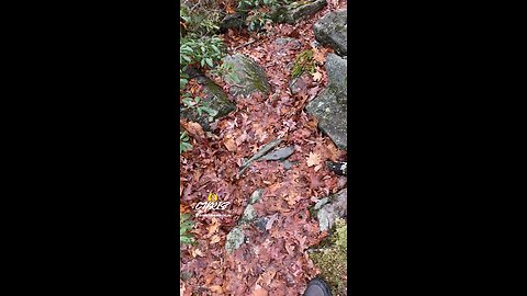 DON’T LIKE WALKING ON LEAVES!