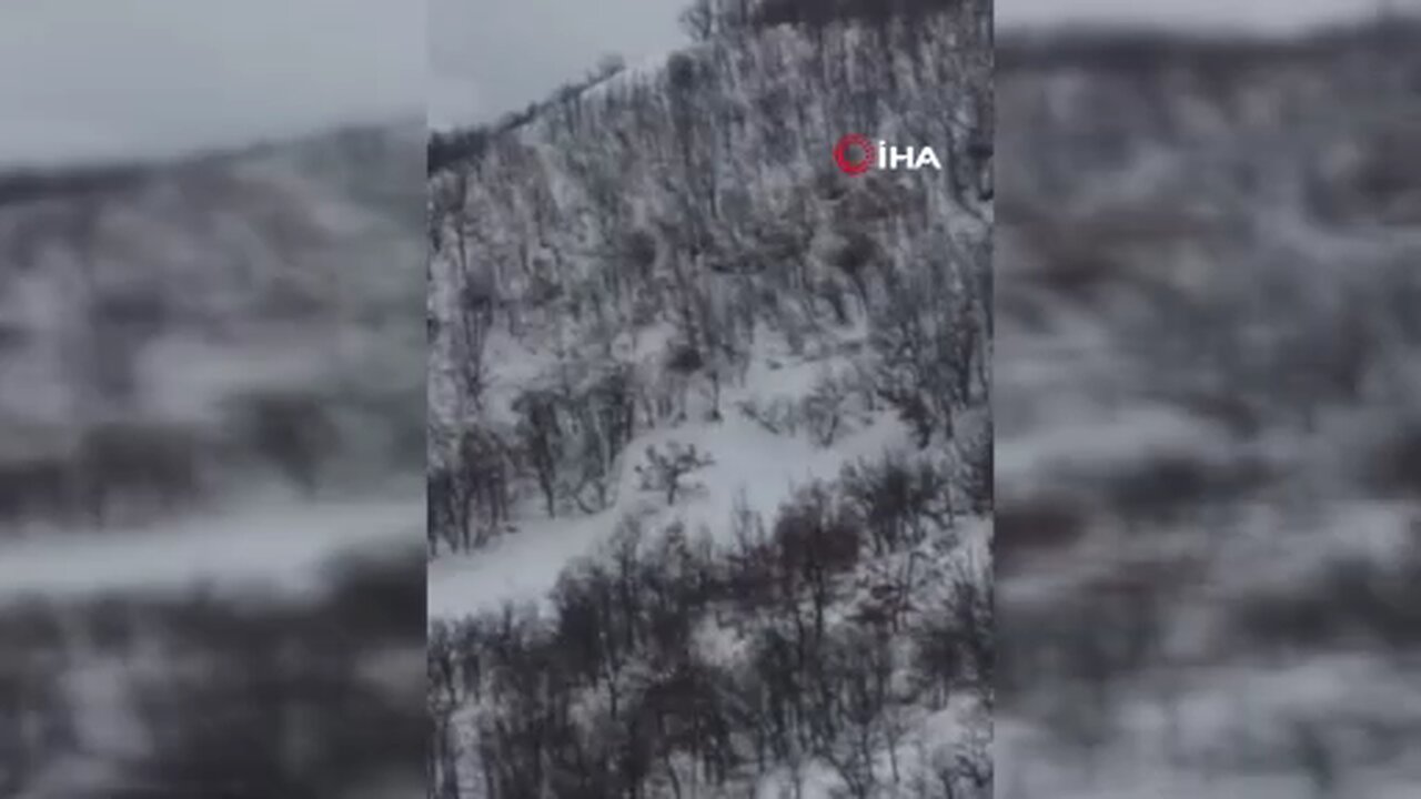 Elazığ'da domuz sürüsünü 'ordu geliyor' diye kayda aldı