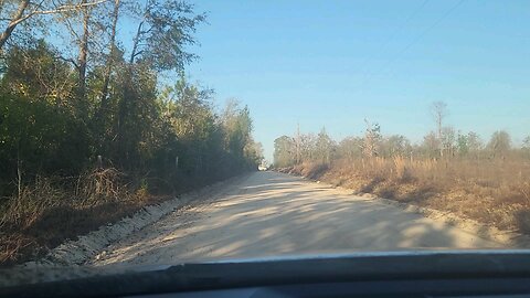 Deer in the Road