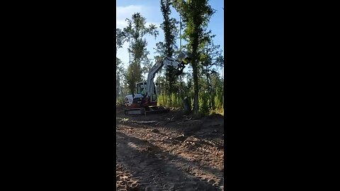 Tree Removal