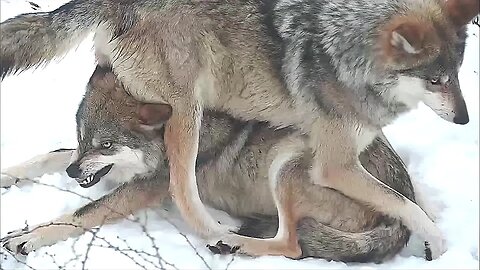 The Wolf and Her Sister's Crown"