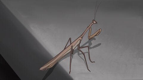 Speed Drawing - Praying Mantis