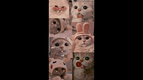 FunnyCat
