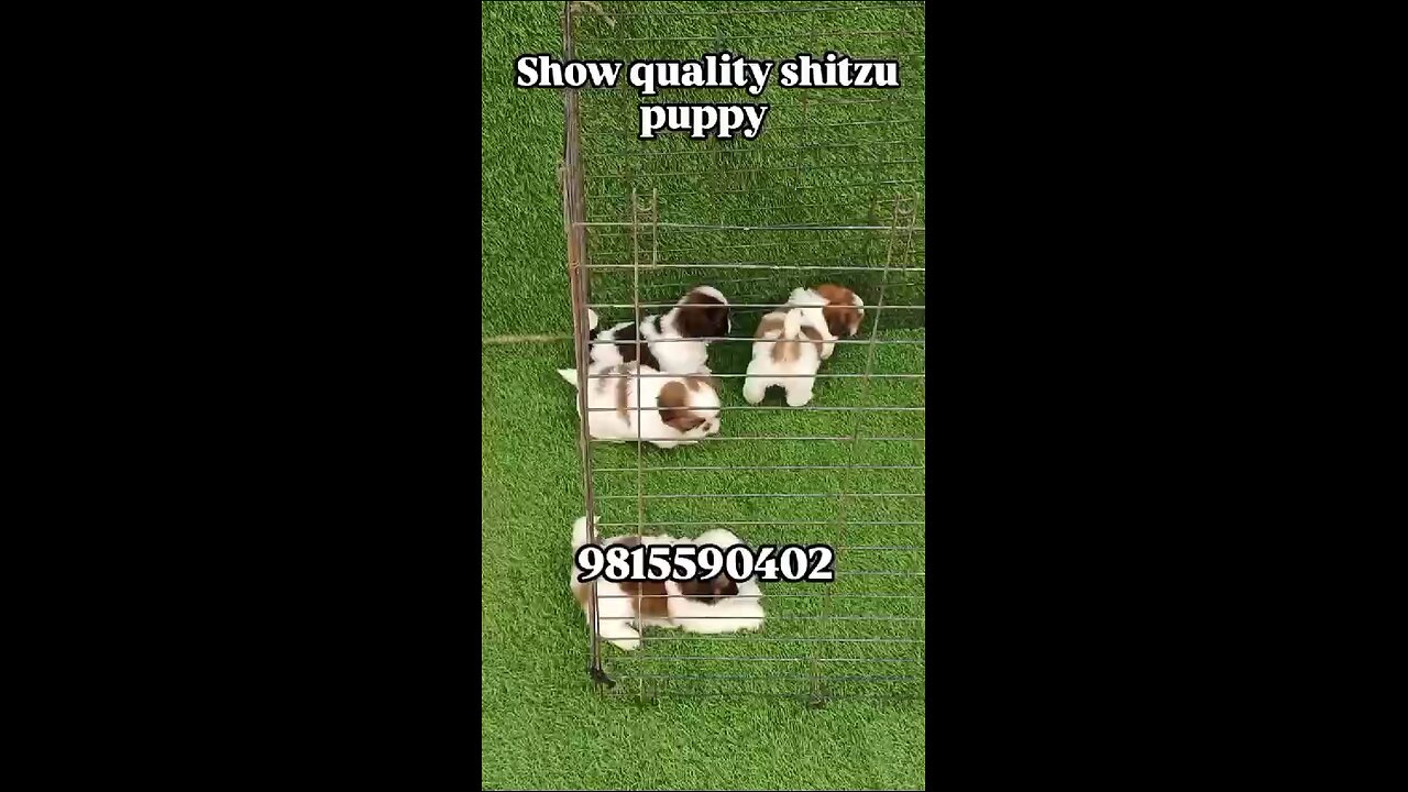 shitzu puppy available 9815590402