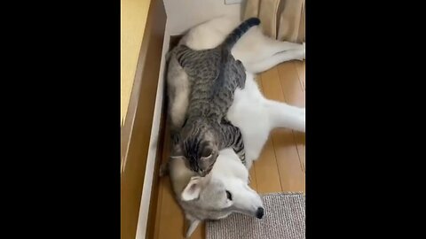 Tom and Jerry