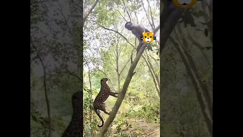 Cheetah Climbs, Man Panics, Machete Slaps – Survival 101! 🏃‍♂️🌳🐆