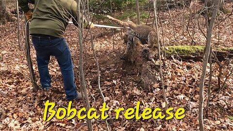 Bobcat released
