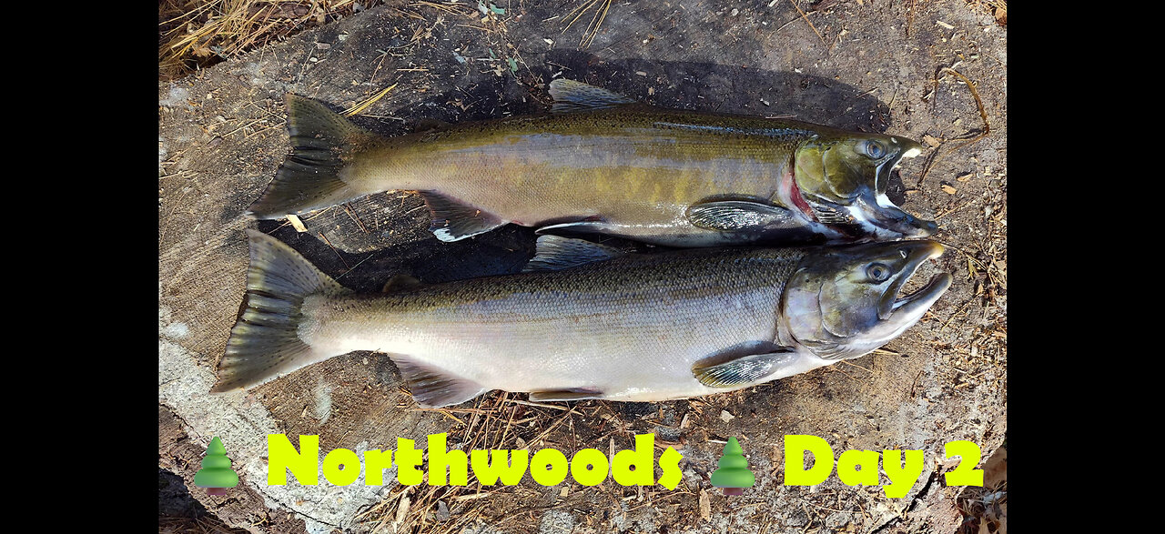 Northwoods - Day 2: Coho Salmon & Yooperlites