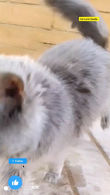 cat Lover Saudia arbia visit fan