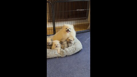 A Mother’s Embrace: Pomeranian Mom and Her Adorable Puppies