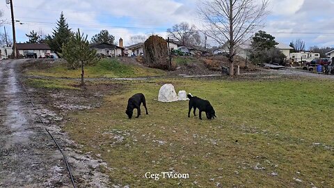 Graham Family Farm: 10:00 AM December 26th 2024