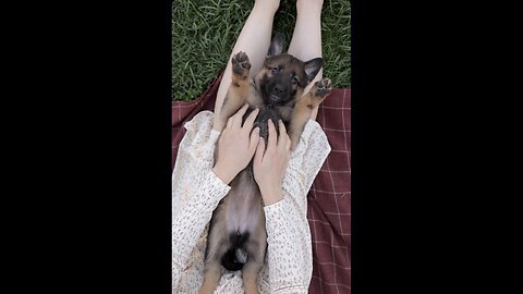 💛 Funniest Puppy Moment! 😍 This Little Cutie Wins Everyone’s Heart!