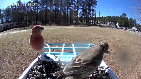 House finch