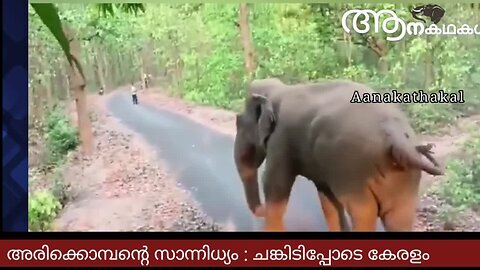 അരികൊമ്പൻ കേരളാ വനാതിർത്തിയിൽ ഉണ്ട് , ചങ്കിടിപ്പോടെ കേരളം _ Arikomban latest news malayalam