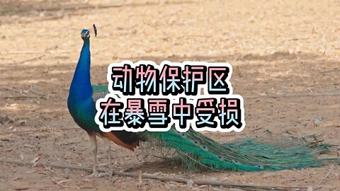 动物保护区在暴雪中受损