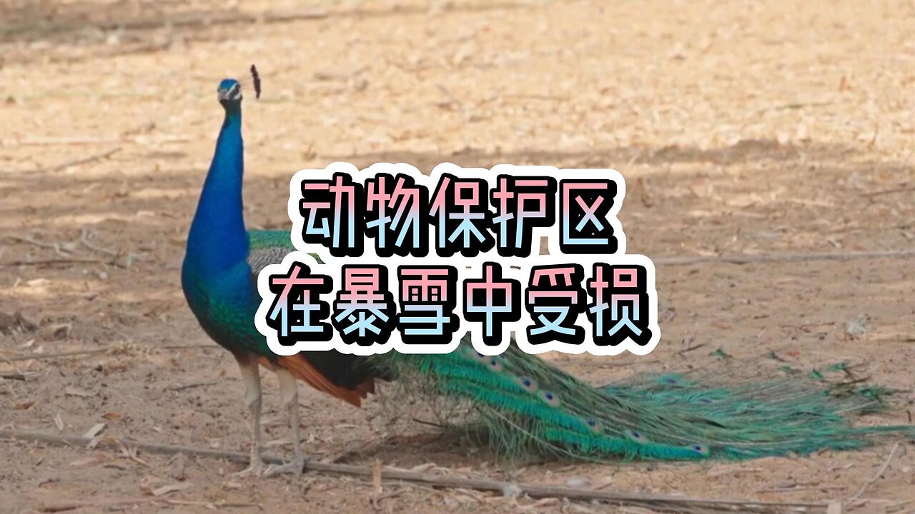 动物保护区在暴雪中受损