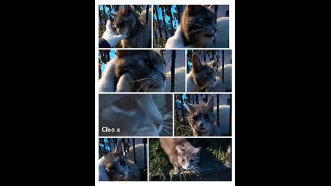 Reunion with Cleo (Burrower) love