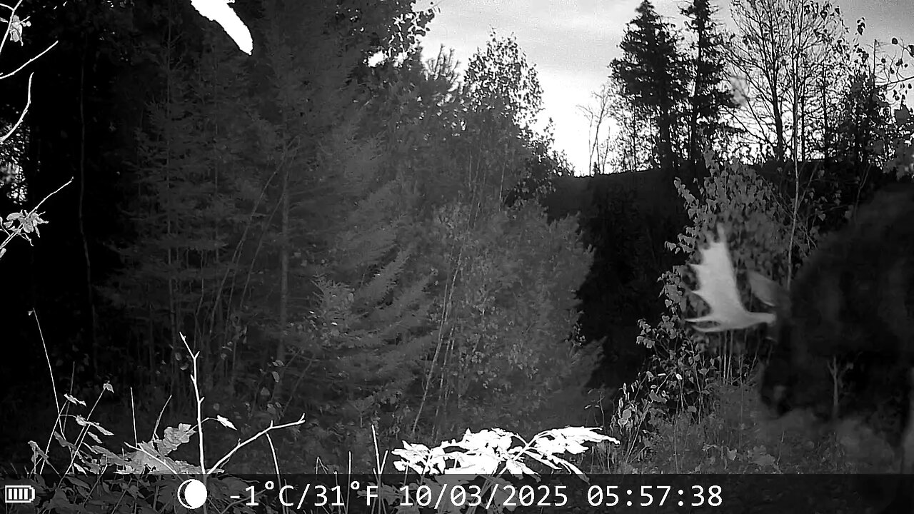 Big Moose visiting the homestead again.