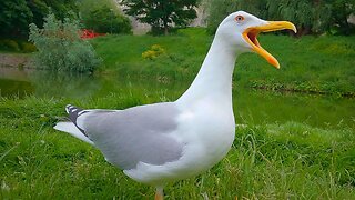 The Large European Herring Gull Hand Feeding from Last Summer