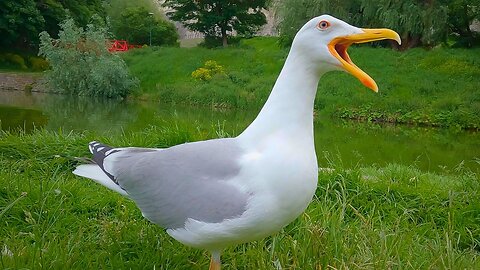 The Large European Herring Gull Hand Feeding from Last Summer