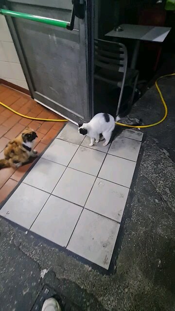 cat rubbing face on door 2 beautiful cats