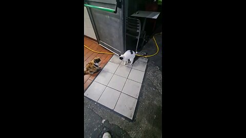 cat rubbing face on door 2 beautiful cats