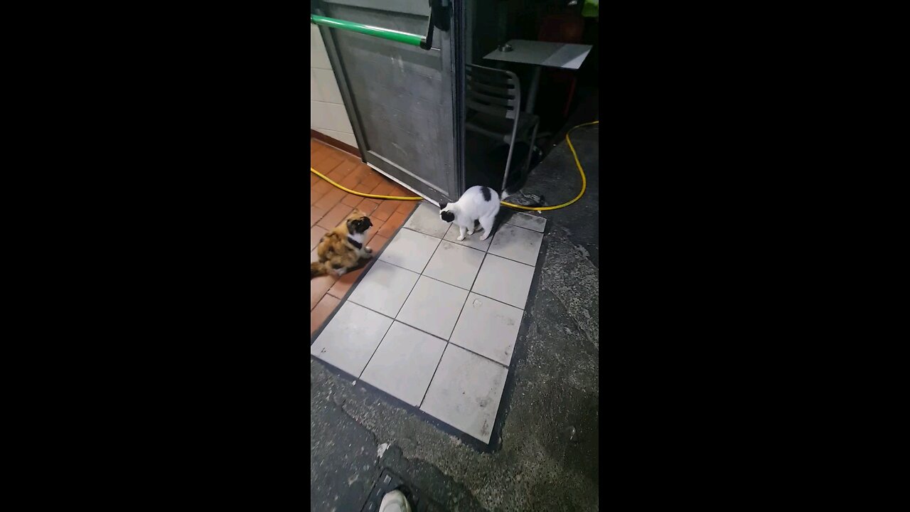 cat rubbing face on door 2 beautiful cats
