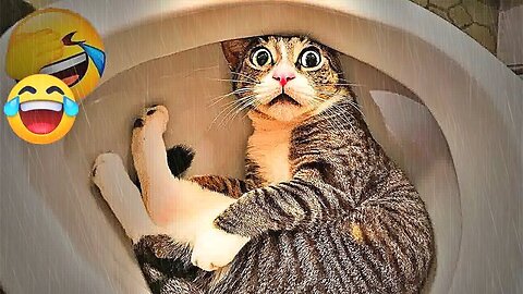 You Laugh You Lose😻🙀Funniest Dogs and Cats 2025:🤣