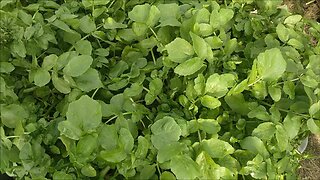 Full Garden Tour 26-09-2025