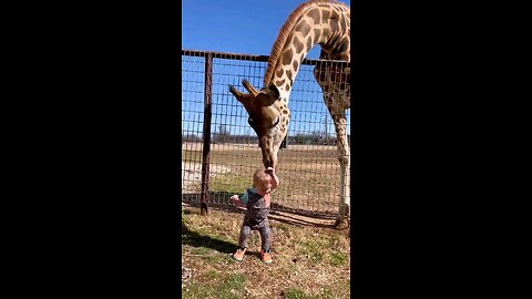 wildlife animals