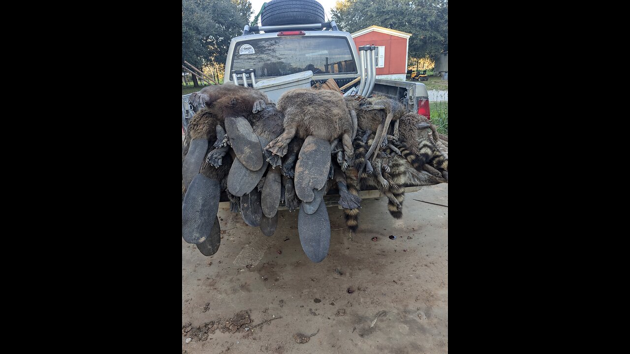 Beaver Trapping: Castor Mounds with Footholds and Snares