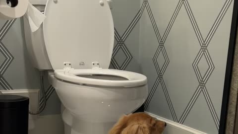 Wiener Dog Jumps in Toilet
