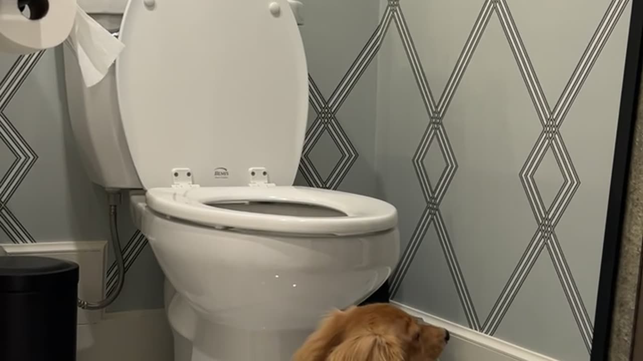 Wiener Dog Jumps in Toilet