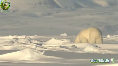 Amazing Polar Bear